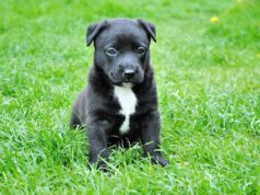 Scientists Investigate Potential Life-Extending Drug For Dogs