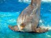 Tougher Laws Against Animal Fighting