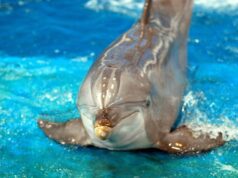 Tougher Laws Against Animal Fighting