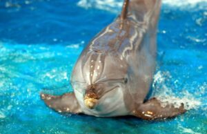 Tougher Laws Against Animal Fighting